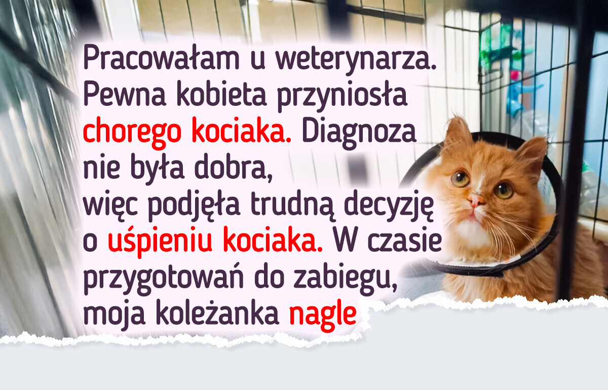 Kociak porzucony w klinice weterynaryjnej dostaje szansę na życie
