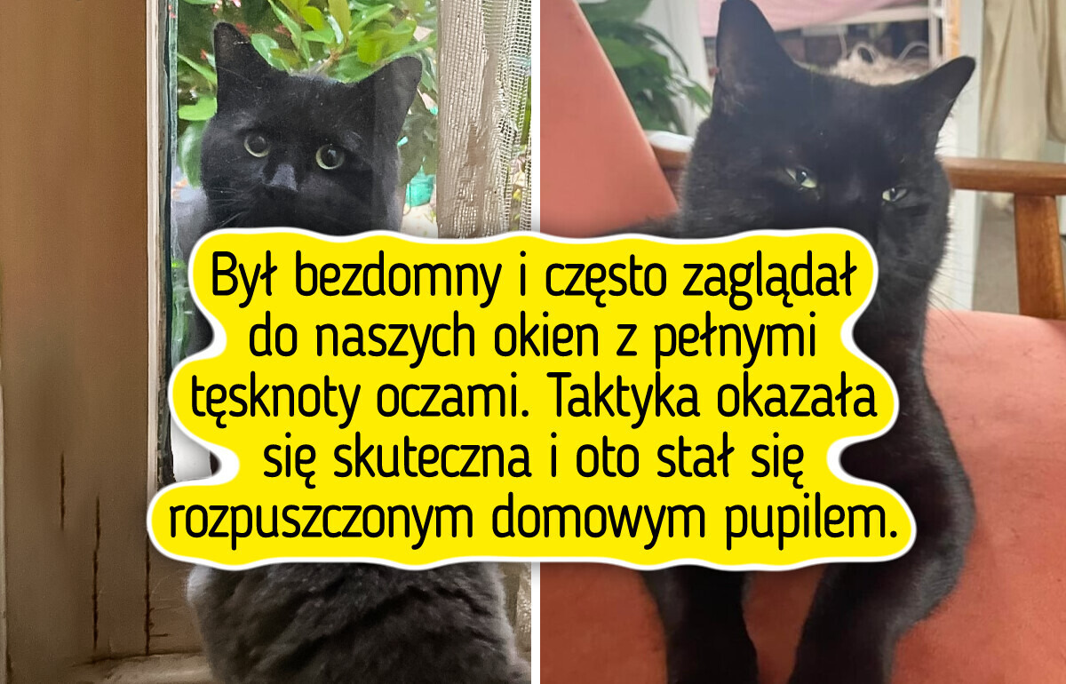 20 zdjęć pupili, którym adopcja dosłownie wypisała szczęście na pyszczkach