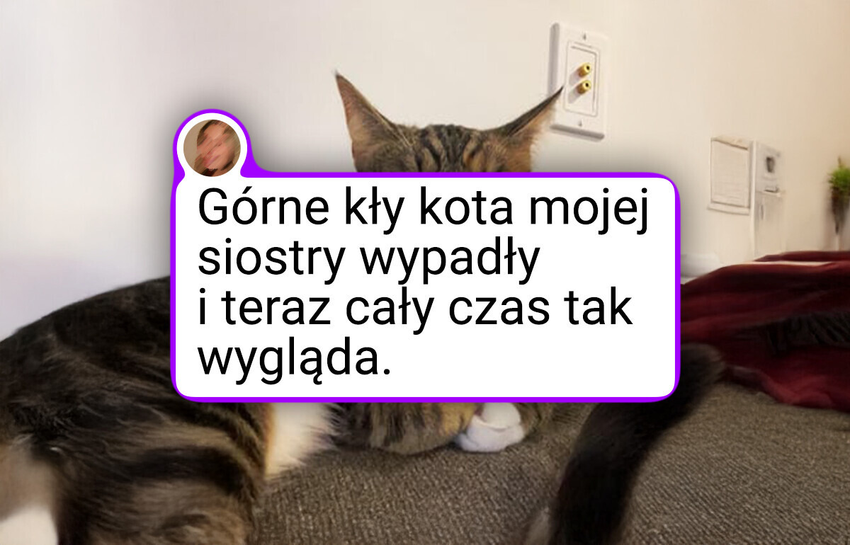 14 futrzaków, które zamieniły fotografię w sztukę