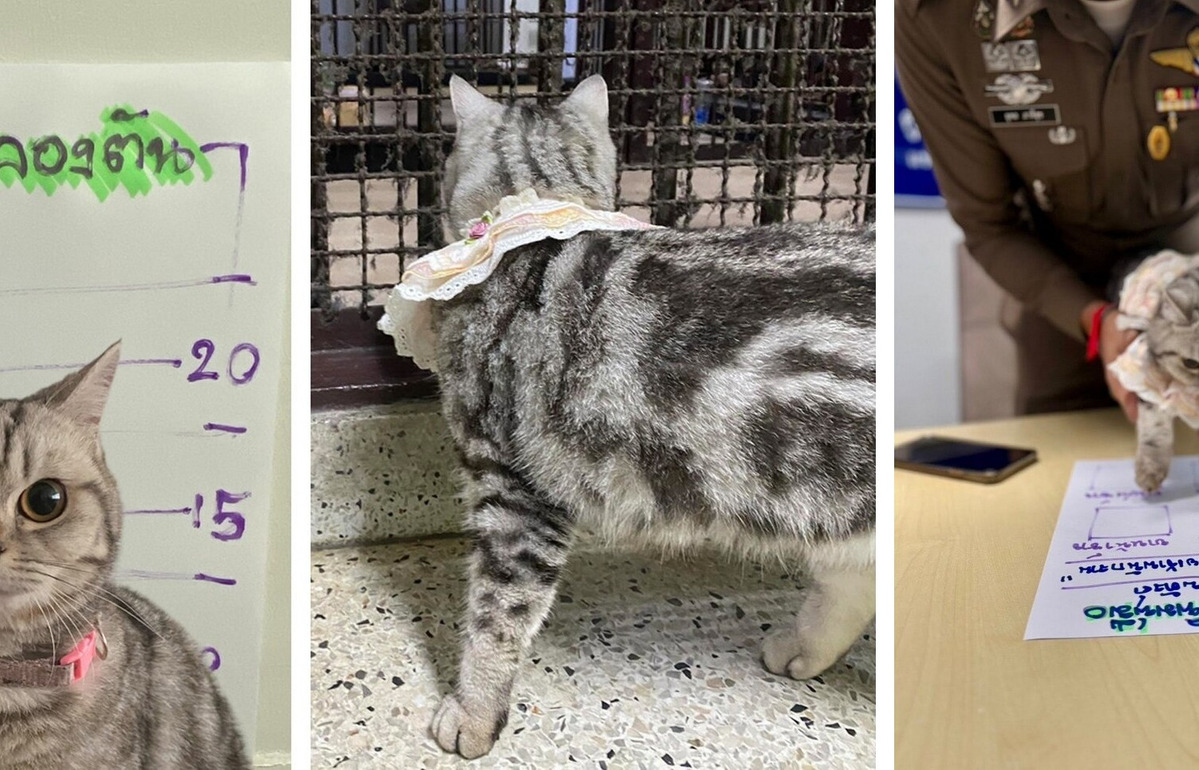Urocza, ale z pazurem: jak kotka z Bangkoku postawiła na nogi cały komisariat policji
