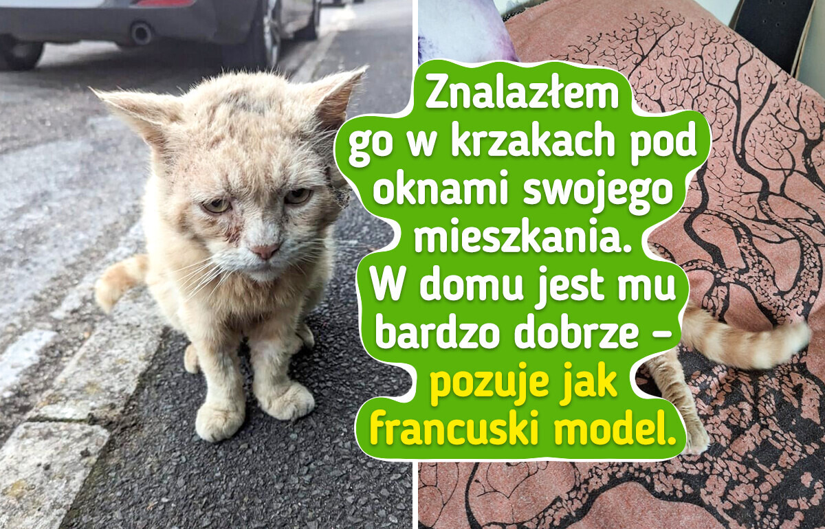 16 kotów, których charyzma sprawiła, że ludzie przygarnęli je bez wahania