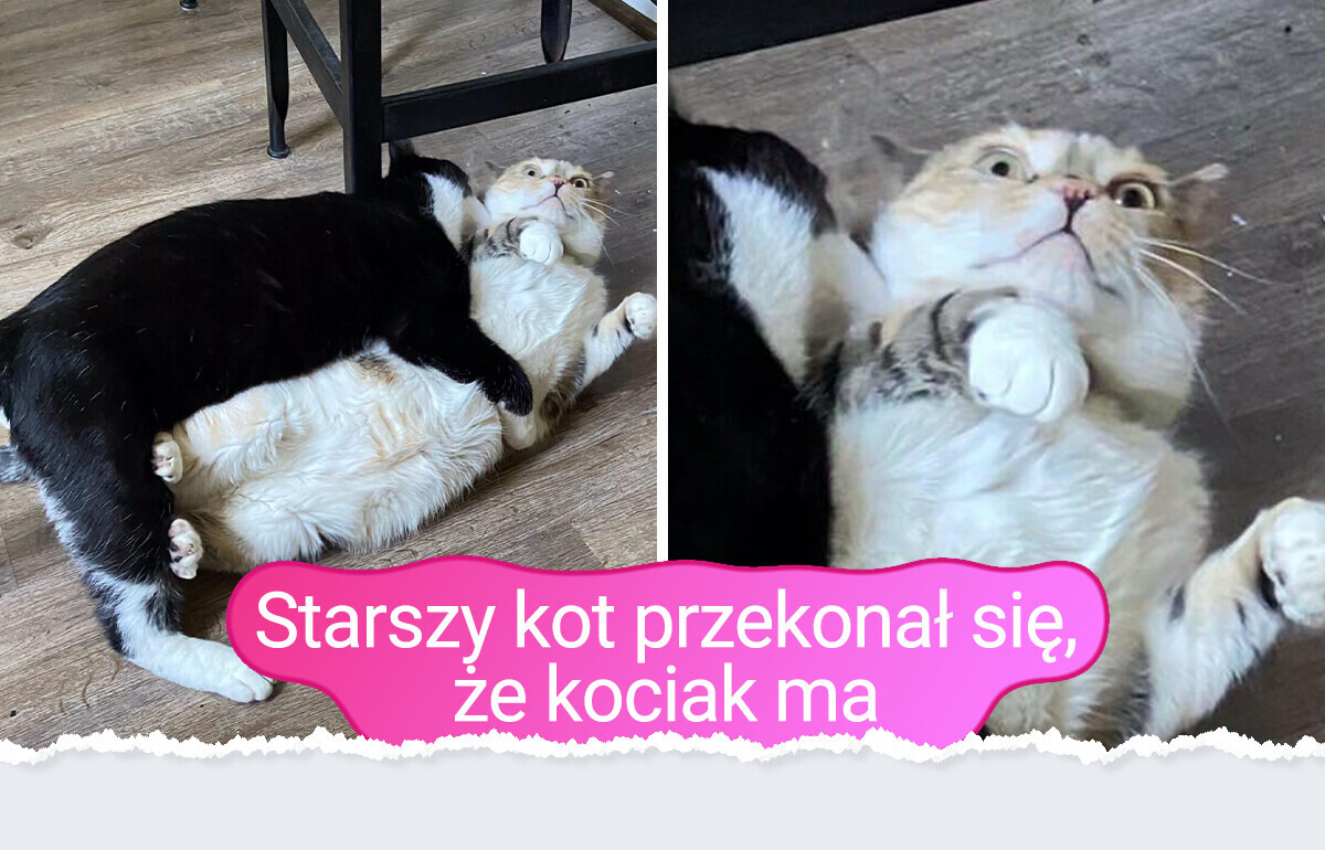 14 zwierzaków tak słodkich i śmiesznych, że nie sposób oderwać od nich wzroku