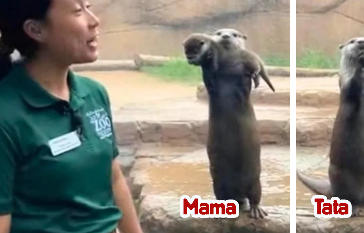 Mama wydra z dumą pokazała gościom zoo swoje młode, a tata zaprezentował to, co jest drogie dla niego
