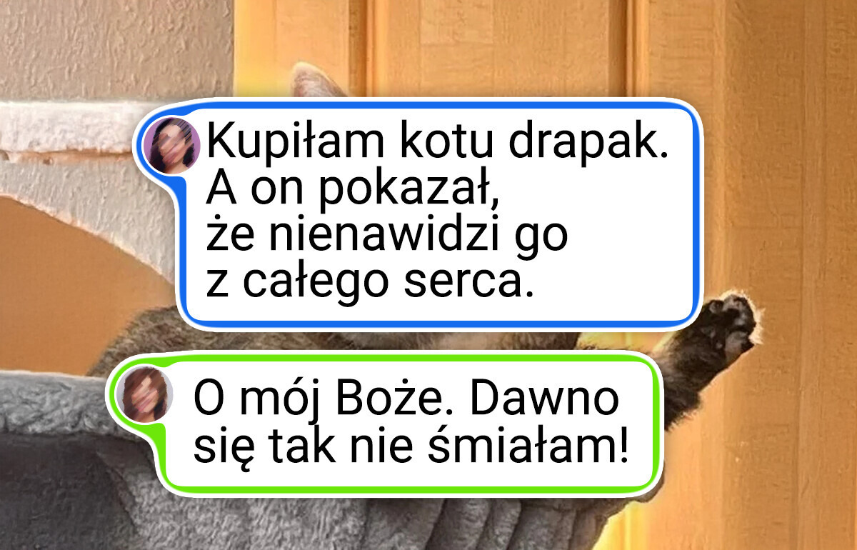 25 kotów, które wygodę mają gdzieś