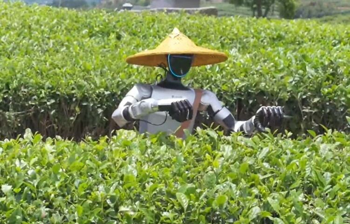 Roboty na plantacjach: jak chińska herbata przyspiesza rozwój sztucznej inteligencji Roboty na plantacjach: jak chińska herbata przyspiesza rozwój sztucznej inteligencji