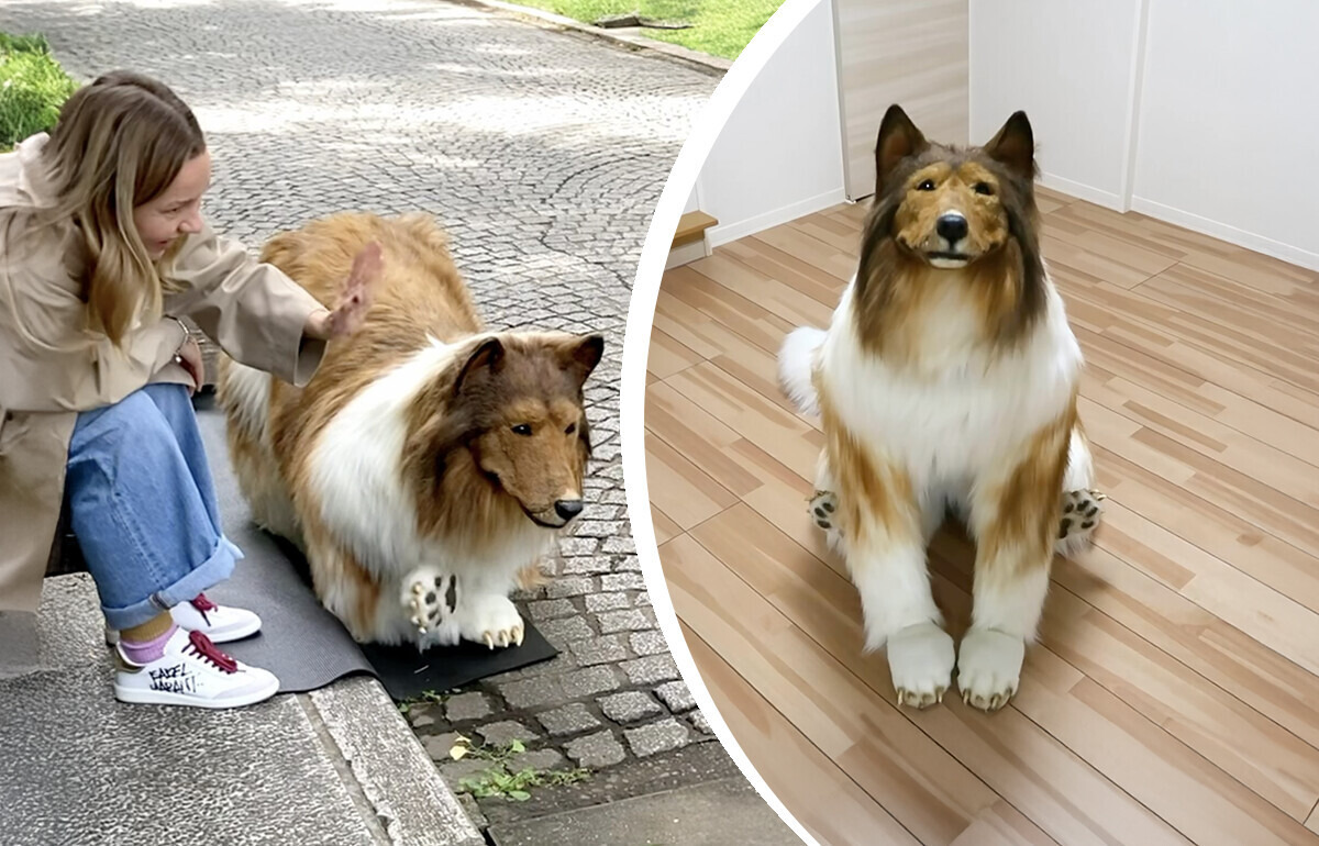 Japończyk porzucił ludzkie życie i zamienił się w psa Japończyk porzucił ludzkie życie i zamienił się w psa