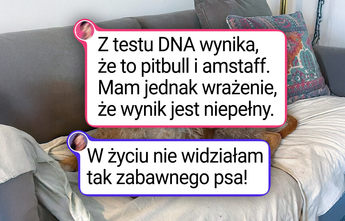 20 psów, które wyglądają perfekcyjnie dzięki krzyżówce ras