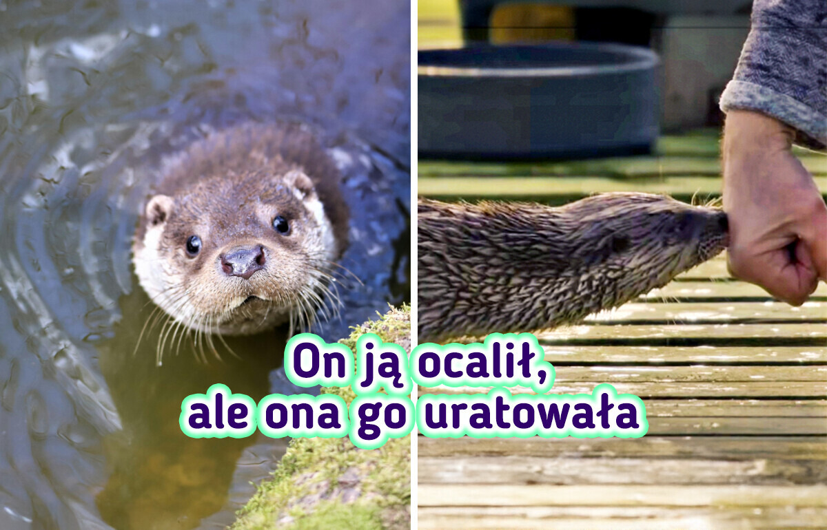 Nieoczekiwane spotkanie mężczyzny z wydrą zapoczątkowało przyjaźń i historię godną ekranizacji Nieoczekiwane spotkanie mężczyzny z wydrą zapoczątkowało przyjaźń i historię godną ekranizacji