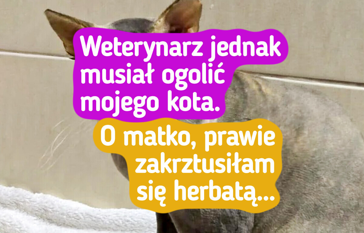 19 kotów, które codziennie pokazują pełną gamę emocji