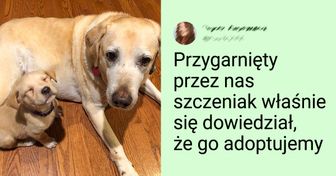 15 zdjęć, które mogą was zachęcić do sprawienia sobie puszystego przyjaciela