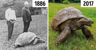 Poznajcie Jonathana, żółwia, który jest tak stary, że żyje już w 3. stuleciu