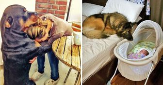 24 psy, które bardzo kochają swoich właścicieli, a ich spojrzenia są warte więcej niż tysiąc słów