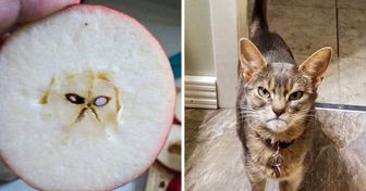 15 zdjęć świadczących o tym, że światem rządzą koty