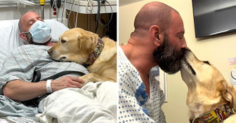 Pies odmawia opuszczenia swojego opiekuna podczas jego pobytu w szpitalu