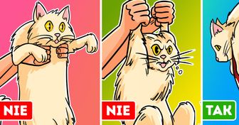 Weterynarz wyjaśnia, jak profesjonalnie podnosić kota (koniec z zadrapaniami!)