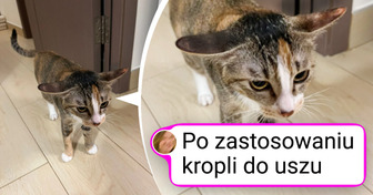 25 zwierzaków, które od razu poprawią ci humor