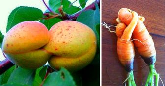 23 cudaczne owoce i warzywa, które wyglądają jak żywe