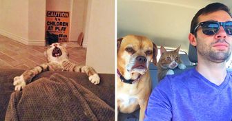 19 zdjęć kotów i psów, przez które płaczemy ze śmiechu
