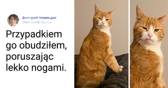 16 kotów, które pokazują swoim opiekunom, kto tak naprawdę rządzi w domu