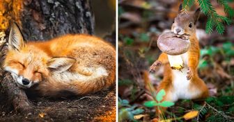 Fotograf uwiecznia magię dziewiczego lasu w Finlandii. Zwierzęta wiodą tam baśniowe życie (20 zdjęć)
