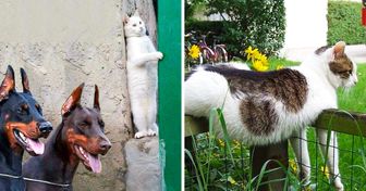 30 zdjęć, które dowodzą, że koty to przekomiczne stworzenia