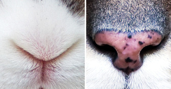 Quiz: Spróbuj rozpoznać 15 uroczych zwierzaków po nosach