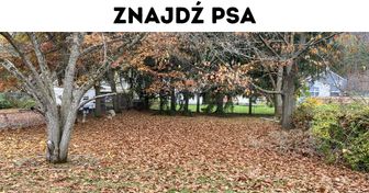Test na spostrzegawczość: znajdź ukryte zwierzę lub przedmiot