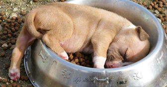 18 zdjęć śpiących zwierzaków, które napełnią cię pozytywną energią
