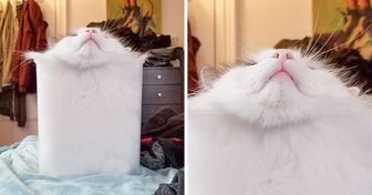 15 zdjęć, które udowadniają, że koty umieją przejść w stan płynny