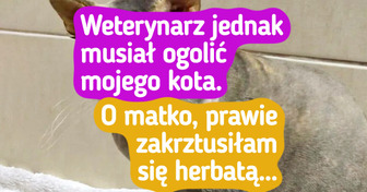19 kotów, które codziennie pokazują pełną gamę emocji