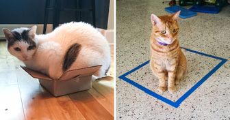 Dlaczego koty są uzależnione od małych przestrzeni i pudełek