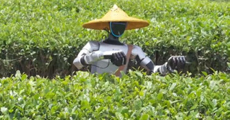 Roboty na plantacjach: jak chińska herbata przyspiesza rozwój sztucznej inteligencji