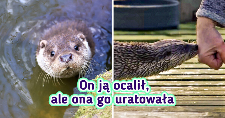 Nieoczekiwane spotkanie mężczyzny z wydrą zapoczątkowało przyjaźń i historię godną ekranizacji