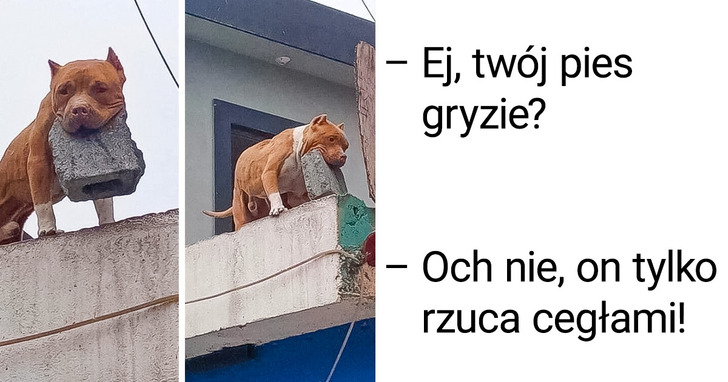 22 zdjęcia na dowód, iż w towarzystwie zwierzaków życie nigdy nie jest nudne