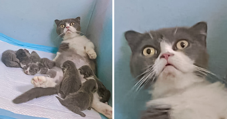 21 zwierzaków, które były zupełnie nieprzygotowane do roli rodzica