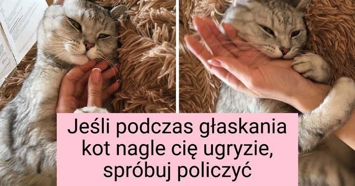 12 ciekawostek na dowód, iż natura naprawdę ciężko pracowała nad projektem pod tytułem "kot"