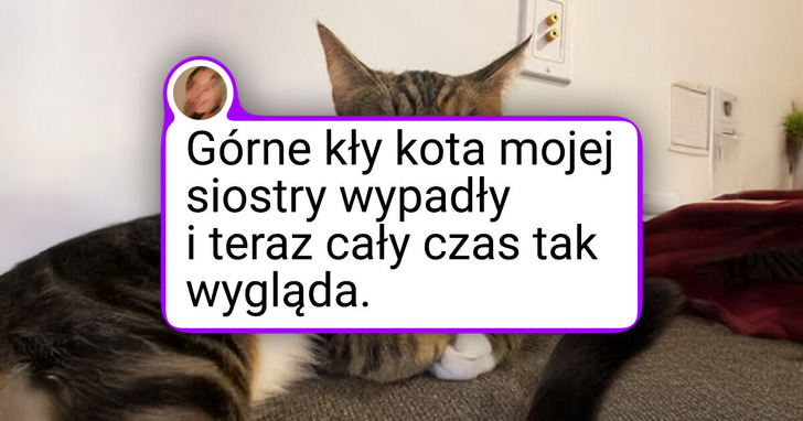 14 futrzaków, które zamieniły fotografię w sztukę