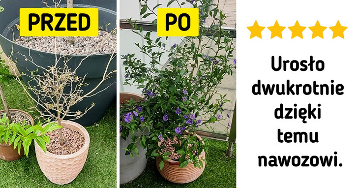 9 najlepszych dodatków do roślin, dzięki którym każdy pokocha ich uprawę