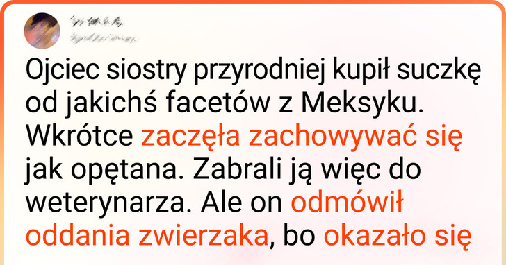 20 tweetów, które pokazują, iż codzienne życie jest pełne humorystycznych sytuacji