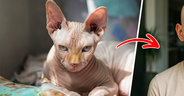 Oto jak wyglądałoby 10 popularnych ras kotów, gdyby stały się ludźmi