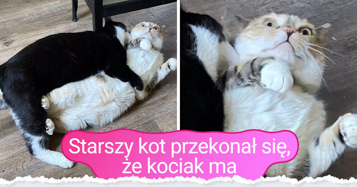 14 zwierzaków tak słodkich i śmiesznych, iż nie sposób oderwać od nich wzroku