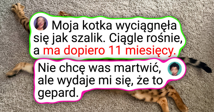 20 kotów, którym należą się brawa za klasę, charyzmę i fotogeniczność