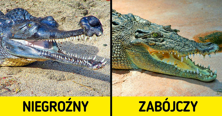 14 przerażających zwierząt, które są zupełnie niegroźne