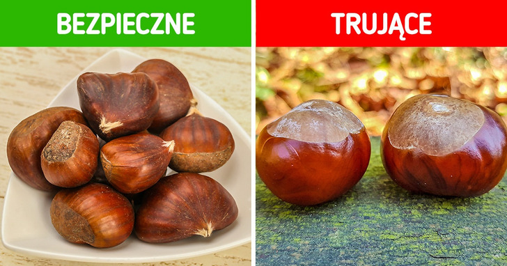 Jak rozróżnić 9 par roślin (i 2 grzyby), które łatwo ze sobą pomylić