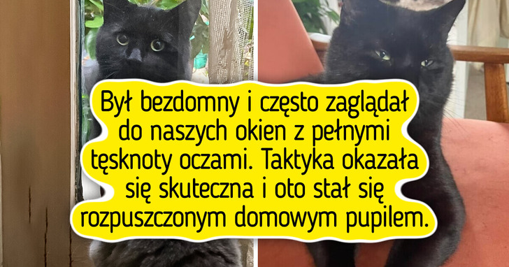 20 zdjęć pupili, którym adopcja dosłownie wypisała szczęście na pyszczkach