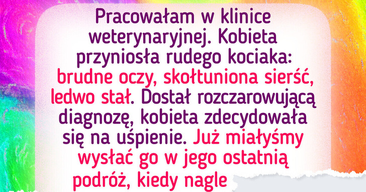 Kociak dostał drugą szansę po tym, jak właściciel zostawił go w klinice weterynaryjnej