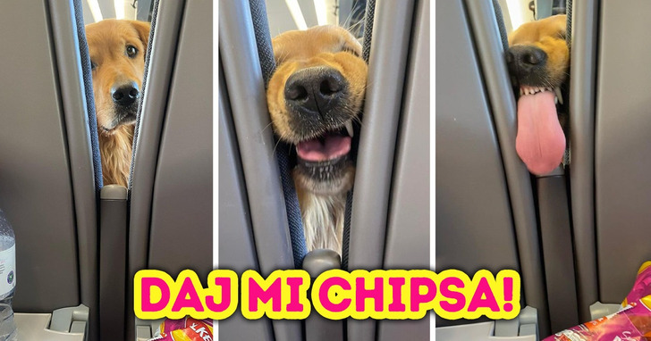 O psie, który jeździł koleją i miał smaka na chipsy