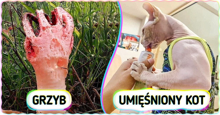 17 przypadków, gdy natura zaskoczyła nas swoimi nowymi cudami