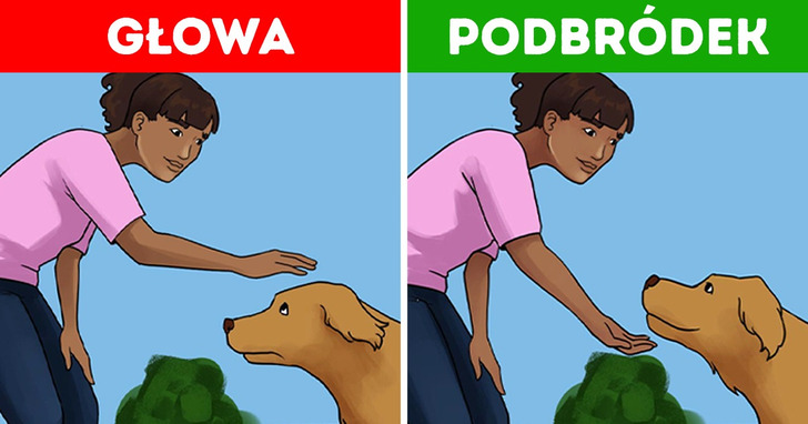10 wskazówek, które pomogą ci zbliżyć się do nieznajomych psów w przyjazny sposób