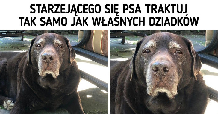 14 porad, dzięki którym starsze psy poczują się bardziej komfortowo